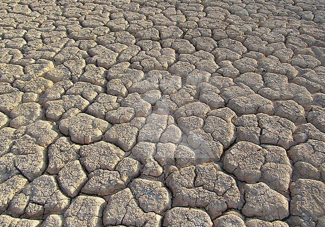 Dried out river bed (wadi) in Negev desert of Israel around the Dead Sea. stock-image by Agami/Marc Guyt,