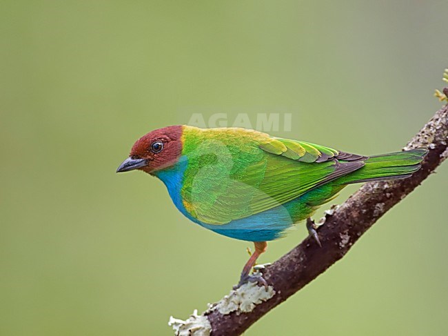 Okerkaptangare, Bay-headed Tanager stock-image by Agami/Alex Vargas,