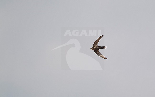 Cook's Swift (Apus cooki) in flight at Doi Angkang, Thailand stock-image by Agami/Helge Sorensen,