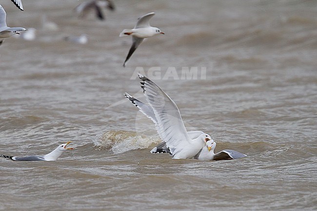 Caspian Gull - Steppenmöwe - Larus cachinnans, Germany, adult with Yellow-legged Gull stock-image by Agami/Ralph Martin,