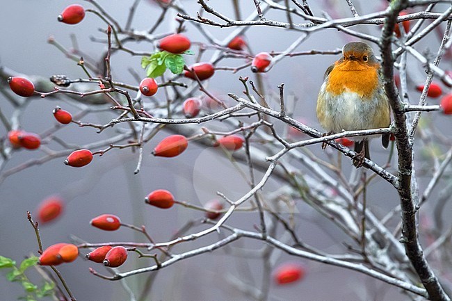 European Robin (Erithacus rubecula) in winter on frozen branch with berries stock-image by Agami/Daniele Occhiato,