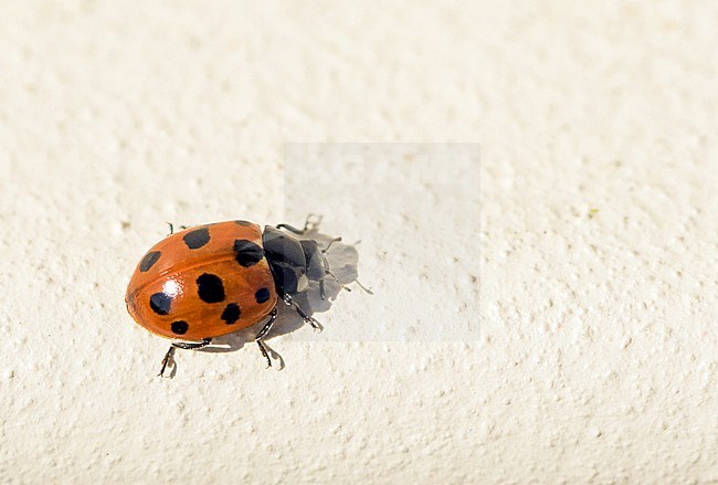 Coccinella undecimpunctata - Eleven-spot Ladybird - Elfpunkt-Marienkäfer, Germany (Hamburg), imago stock-image by Agami/Ralph Martin,