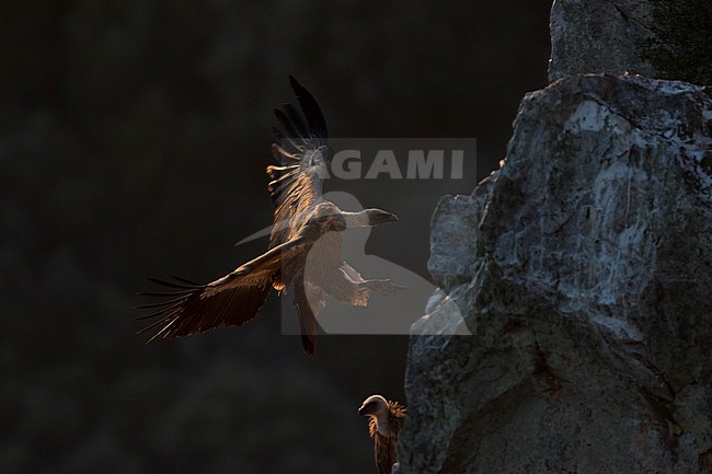 Eurasian Griffon Vulture - Gänsegeier - Gyps fulvus ssp. fulvus, Spain stock-image by Agami/Ralph Martin,
