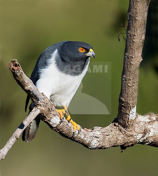 White-bellied Goshawk, Accipiter haplochrous, on New Caledonia, in the southwest Pacific Ocean. stock-image by Agami/Dubi Shapiro,