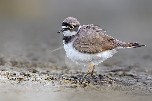 Little Ringed Plover (Charadrius dubius) in Italy. stock-image by Agami/Daniele Occhiato,