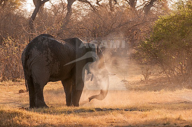An African elephant, Loxodonta africana, in a cloud of dust. Okavango Delta, Botswana. stock-image by Agami/Sergio Pitamitz,