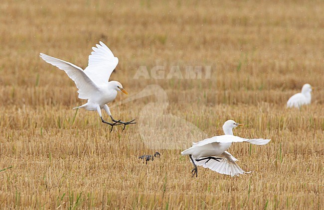 Koereiger landend; Cattle Egret landing stock-image by Agami/Roy de Haas,