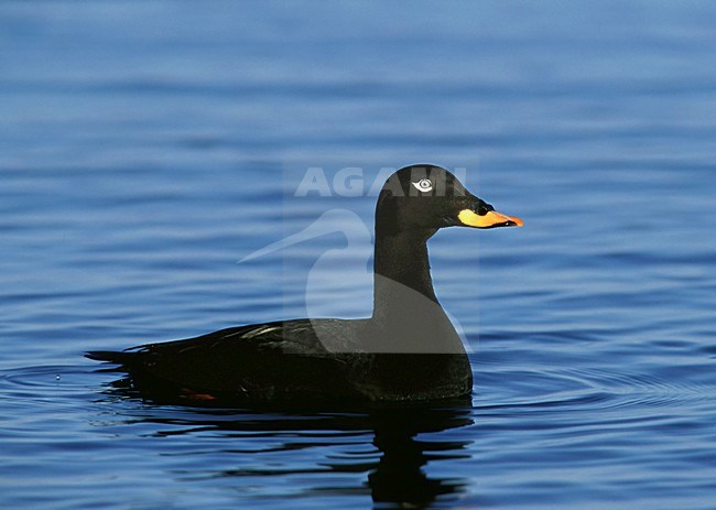 Velvet Scoter male swimming, Grote Zeeeend mannetje zwemmend stock-image by Agami/Markus Varesvuo,