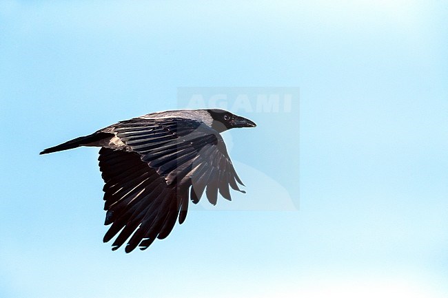 Hooded Crow (Corvus cornix) in flight stock-image by Agami/Marc Guyt,