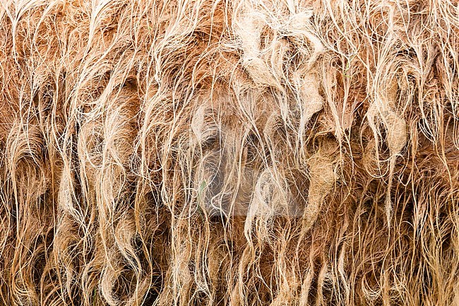 Close up of wet Highland Cow (Bos taurus) coat stock-image by Agami/Caroline Piek,