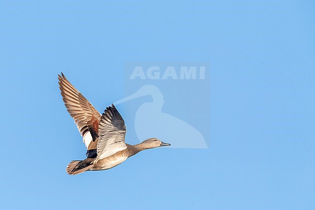 Gadwall (Anas strepera) wintering at lake Valkenburg in South Holland province, Netherlands. stock-image by Agami/Marc Guyt,