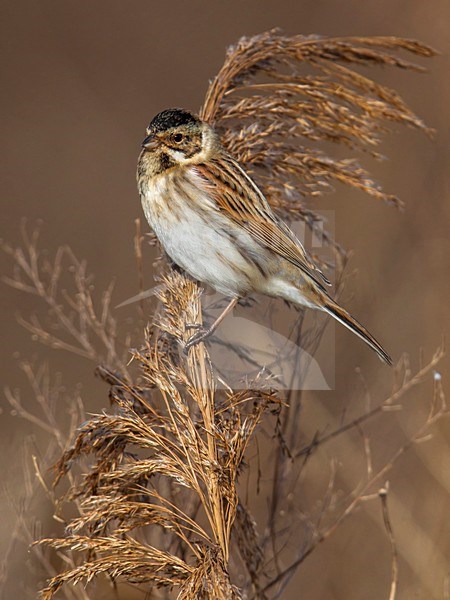 Rietgors, Reed Bunting; stock-image by Agami/Daniele Occhiato,