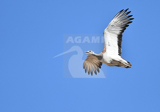 Great Bustard (Otis tarda) in flight during autumn in the Iberian peninsula. stock-image by Agami/Laurens Steijn,