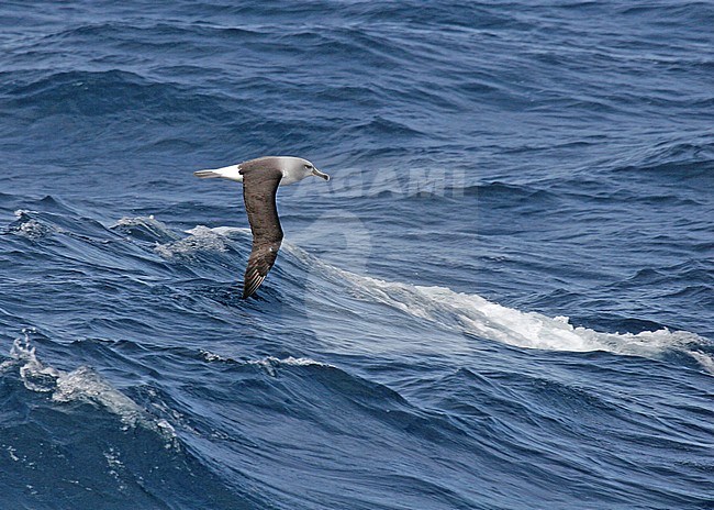 Adult Grey-headed Albatross (Thalassarche chrysostoma) in flight. stock-image by Agami/Pete Morris,