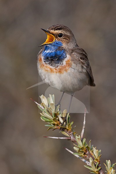 Zingend mannetje Blauwborst; Singing male Bluethroat stock-image by Agami/Arnold Meijer,