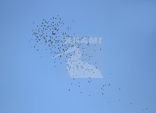 Huge flock of bats flying out at night from the Gomantong Caves, an intricate cave system inside Gomantong Hill in Sandakan Division, Sabah, Malaysia. stock-image by Agami/James Eaton,