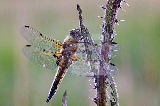 Viervlek; Four-spotted Chaser stock-image by Agami/Theo Douma,