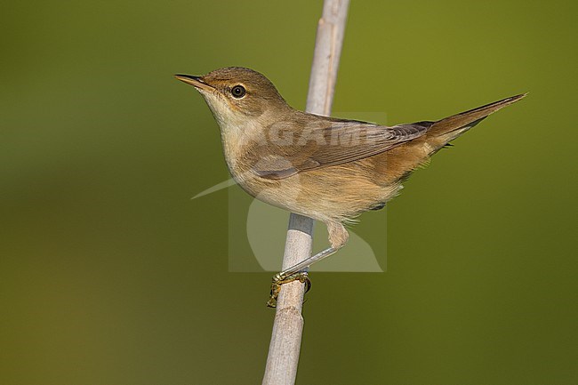 Eurasian Reed Warbler, Acrocephalus scirpaceus, in Italy. stock-image by Agami/Daniele Occhiato,