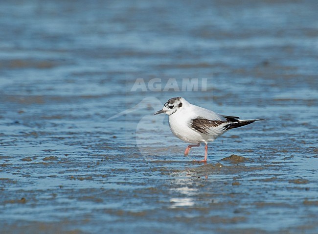 Dwergmeeuw in eerste winterkleed; First winter Little Gull in flight stock-image by Agami/Roy de Haas,