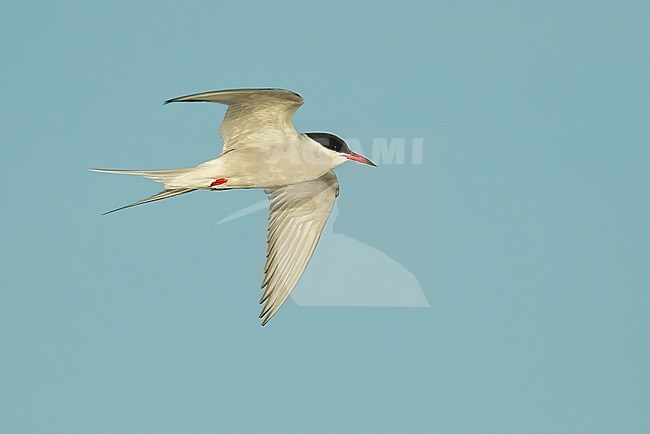 Adult breeding
Seward Peninsula, AK
June 2018 stock-image by Agami/Brian E Small,