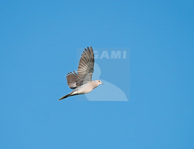 Male European Turtle Dove (Streptopelia turtur) flying in display flight in blue sky stock-image by Agami/Ran Schols,