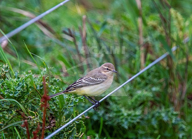 Autumn plumaged Yellow Wagtail (Motacilla flavissima) perched on iron wire in Norfolk, England. stock-image by Agami/Steve Gantlett,