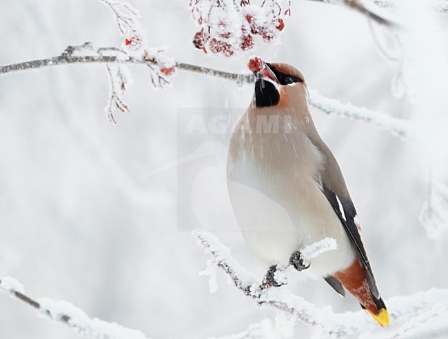 Volwassen Pestvogel foeragerend op bessen in de winter; Adult Bohemian Waxwing foraging on berries in winter stock-image by Agami/Markus Varesvuo,