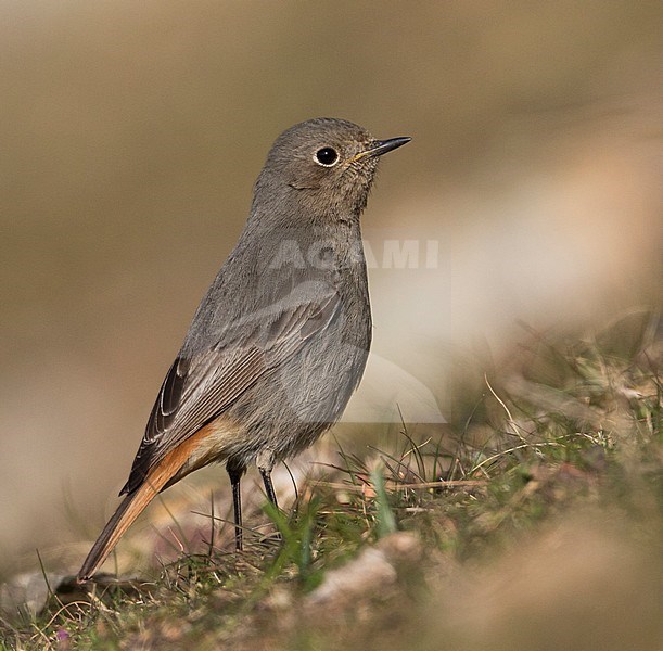 Black Redstart, Zwarte Roodstaart,  Phoenicurus ochrorus ssp. gibraltariensis, Spain, adult female stock-image by Agami/Ralph Martin,