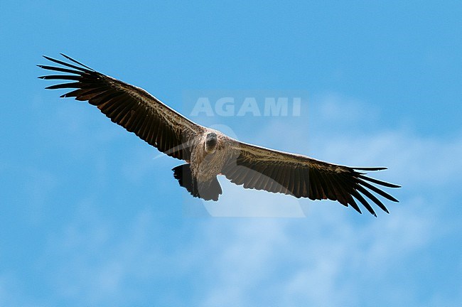 An African white-backed vulture, Gyps africanus, in flight. Masai Mara National Reserve, Kenya. stock-image by Agami/Sergio Pitamitz,