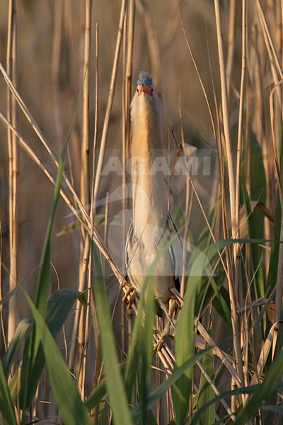 Woudaap in rietveld; Little Bittern in reedbed stock-image by Agami/Chris van Rijswijk,