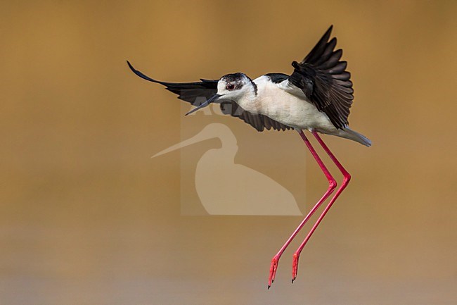 Steltkluut in vlucht; Black-winged Stilt in flight stock-image by Agami/Daniele Occhiato,