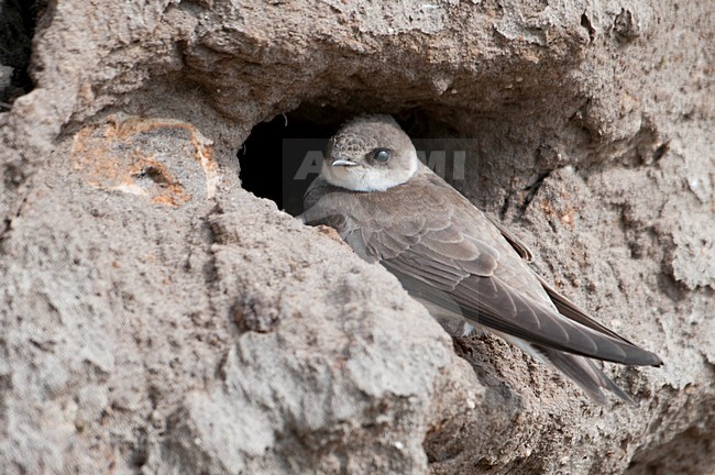 Oeverzwaluw in zit bij nesthol; Sand Martin perched near breeding hole stock-image by Agami/Han Bouwmeester,