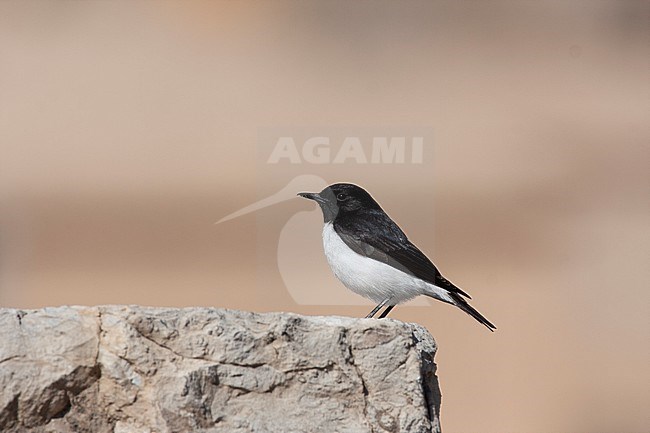 Adult male Hume's Wheatear (Oenanthe albonigra) standing on the ruins of ancient Persepolis in Iran. stock-image by Agami/Edwin Winkel,