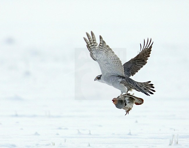 Northern Goshawk adult catching prey; Havik volwassen prooi vangend stock-image by Agami/Markus Varesvuo,