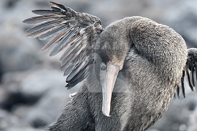 Preening Flightless Cormorant (Nannopterum harrisi) on the island Isabela in the Galapagos islands. stock-image by Agami/Laurens Steijn,