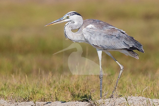 Grey Heron (Ardea cinerea), juvenile walking on a beach stock-image by Agami/Saverio Gatto,