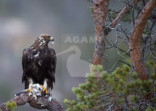Steenarend zittend in de sneeuw; Golden Eagle perched in the snow stock-image by Agami/Markus Varesvuo,