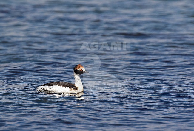 Endangered Hooded Grebe (Podiceps gallardoi) swimming on high altitude plain in Patagonia, Argentina. stock-image by Agami/Dani Lopez-Velasco,