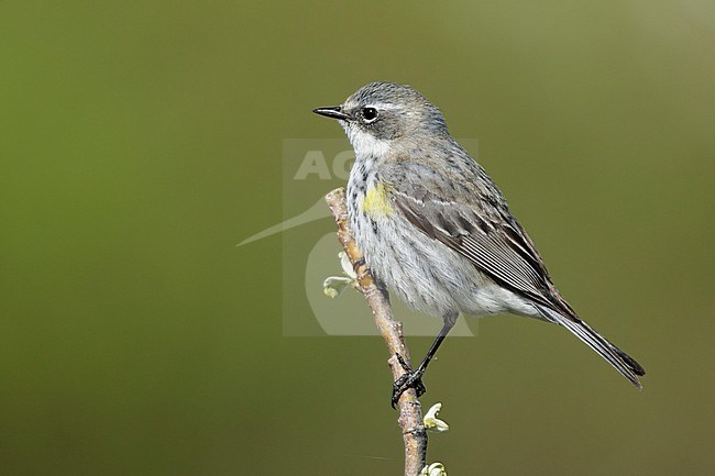 Adult female Myrtle Warbler (Setophaga coronata coronata)
Seward Peninsula, AK
June 2018 stock-image by Agami/Brian E Small,