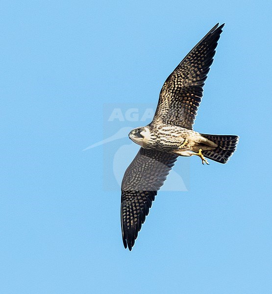 Eurasian Hobby (Falco subbuteo) in flight during autumn migration in Bulgaria stock-image by Agami/Marc Guyt,