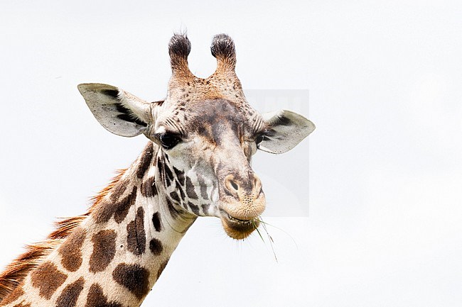 Giraffe (Giraffa) portrait stock-image by Agami/Caroline Piek,