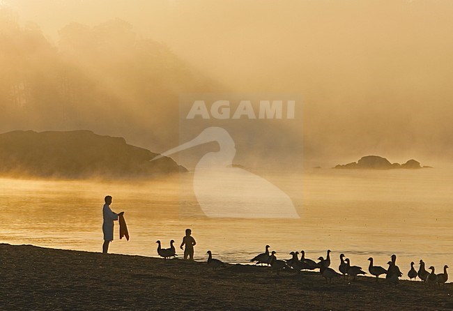 Barnacle Goose group resting on beach on edge of town; Brandgans groep rustend op strand aan de rand van een stad stock-image by Agami/Markus Varesvuo,