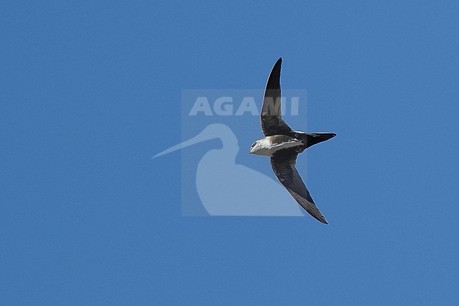 Adult White-throated Swift (Aeronautes saxatalis)
Riverside Co., California, USA
November 2016 stock-image by Agami/Brian E Small,