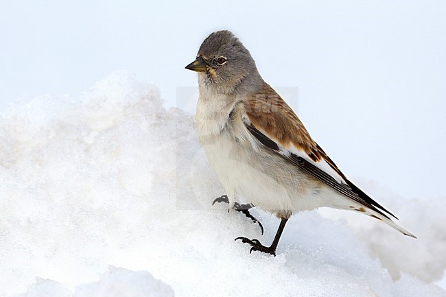 Sneeuwvink man in de sneeuw; White-winged Snowfinch male perched in the snow stock-image by Agami/Daniele Occhiato,