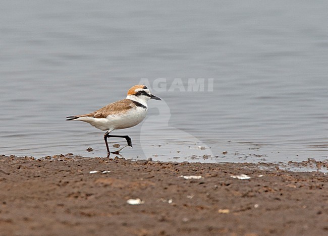 Adulte Strandplevier; Kentish Plover adult stock-image by Agami/Roy de Haas,