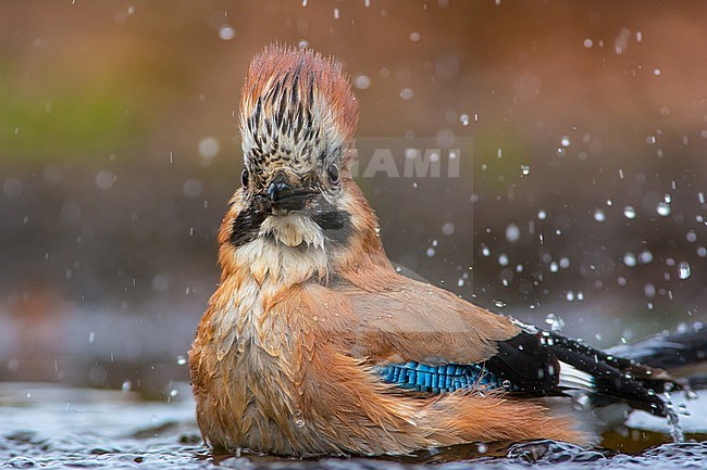 Eurasian Jay (Carrulus glandarius) bading in a forest pool stock-image by Agami/Hans Germeraad,