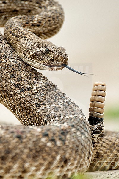 Texaanse ratelslang, Western diamondback rattlesnake stock-image by Agami/Bence Mate,