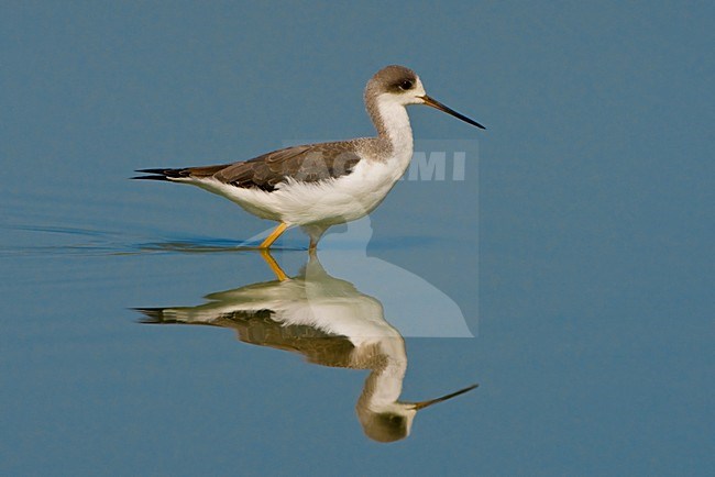 Wadende juveniele Steltkluut; Juvenile Black-winged Stilt wading stock-image by Agami/Daniele Occhiato,