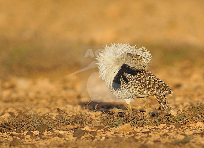 Canary Islands Bustard (Chlamydotis undulata fuertaventurae) on Fuerteventura. stock-image by Agami/Rene Pop ,