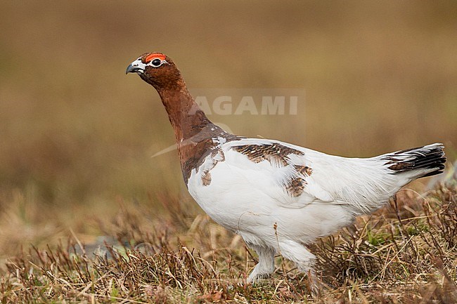 Adult male Willow Grouse (Lagopus lagopus koreni) in the Ural mountains of Russia. Bird in summer plumage walking on russian moorland. stock-image by Agami/Ralph Martin,